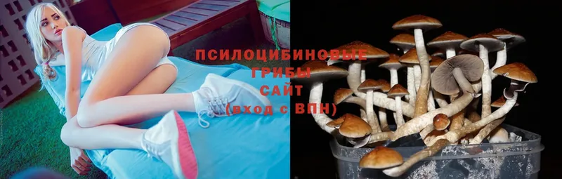 Галлюциногенные грибы Cubensis  где купить наркоту  Гусев 